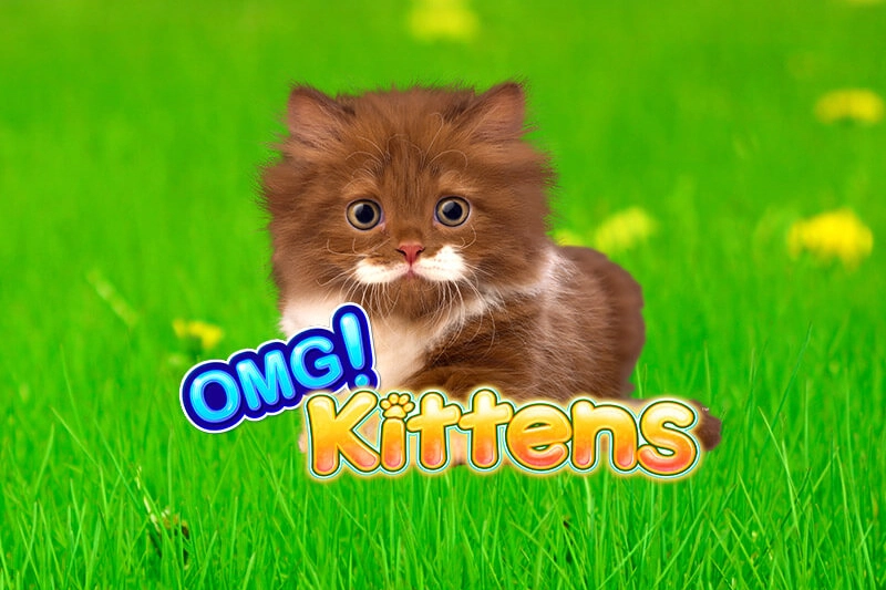 Omg Kittens